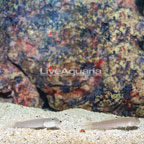 Sleeper Blue Dot Goby, Pair  (click for more detail)