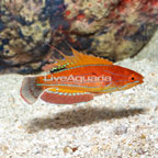 Carpenter's Flasher Wrasse (click for more detail)