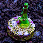 LiveAquaria® Neon Wintergreen Branching Acropora Coral (click for more detail)
