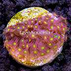 LiveAquaria® Ironman Micro Goniopora Coral (click for more detail)