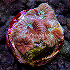 USA Cultured Ultra Dipsastraea Brain Coral  (click for more detail)
