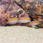 Pink Smith Damselfish, Trio (click for more detail)