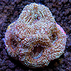 USA Cultured Speckled Bowerbanki Coral (click for more detail)
