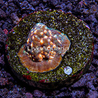 Jason Fox Lunar Leptoseris Coral (click for more detail)