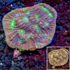 LiveAquaria® Cultured Ultra Chalice Coral (click for more detail)
