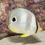 Four Eyed Butterflyfish (click for more detail)