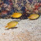 Yellow Damselfish, Trio (click for more detail)