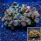 Protopalythoa Coral Indonesia (click for more detail)