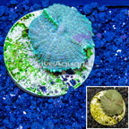 LiveAquaria® Cultured Rhodactis Mushroom Coral (click for more detail)