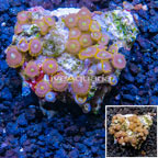 Zoanthus Coral Indonesia (click for more detail)
