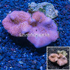 Toadstool Leather Coral Vietnam (click for more detail)
