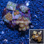 Zoanthus Coral Indonesia (click for more detail)