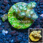 LiveAquaria® Cultured Pocillopora Coral (click for more detail)