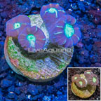 LiveAquaria® Cultured Candy Cane Coral (click for more detail)