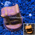 LiveAquaria® Cultured Blue Ridge Coral (click for more detail)