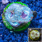 LiveAquaria® Cultured Acan Brain Coral (click for more detail)