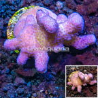 LiveAquaria® Cultured Stylophora Coral (click for more detail)