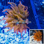 Grade A Rose Bubble Tip Anemone (click for more detail)