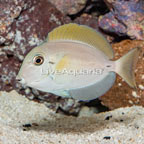 Epaulette Surgeonfish (click for more detail)