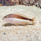 Freckled Hawkfish  (click for more detail)