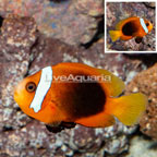 Tomato Clownfish (click for more detail)