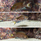 Regal Damselfish, Trio. (click for more detail)