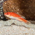 Longfin Fairy Wrasse (click for more detail)