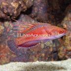 Linespot Flasher Wrasse  (click for more detail)