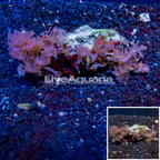 Waving Hand Coral Vietnam (click for more detail)