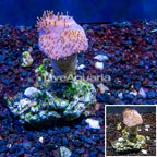 Toadstool Leather Mushroom Coral Vietnam (click for more detail)
