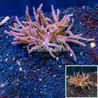 Tree Coral Indonesia (click for more detail)