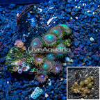 Zoanthus Coral Vietnam (click for more detail)