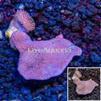 Toadstool Leather Coral Vietnam (click for more detail)