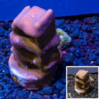 LiveAquaria® Cultured Blue Ridge Coral (click for more detail)