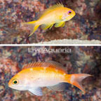 Red Bar and Lyretail Anthias, Pair (click for more detail)