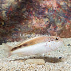Freckled Hawkfish (click for more detail)