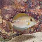 Epaulette Surgeonfish (click for more detail)
