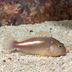 Arc-Eye Hawkfish (click for more detail)