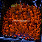 Rose Bubble Tip Anemone (click for more detail)