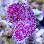 Magnificent Hard Tube Coco Worm, Red EXPERT ONLY (click for more detail)