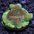 USA Cultured Mint Potato Chip Pavona Coral (click for more detail)