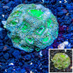 LiveAquaria® Cultured Acan Echinata Coral (click for more detail)