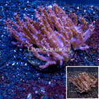 Tree Coral Indonesia (click for more detail)