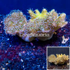 Devil's Hand Leather Coral Indonesia (click for more detail)