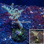 Pineapple Tree Coral Indonesia (click for more detail)
