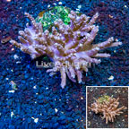 Tree Coral Indonesia (click for more detail)