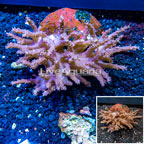 Tree Coral Indonesia (click for more detail)