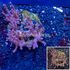 Tree Coral Indonesia (click for more detail)