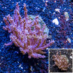 Tree Coral Indonesia (click for more detail)