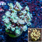 LiveAquaria® Cultured Pipe Organ Coral (click for more detail)